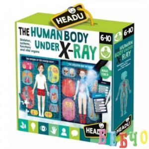Образовтаелна игра -  Човешкото тяло под рентген – Монтесори 